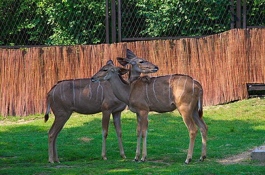 Chorzowskie Zoo