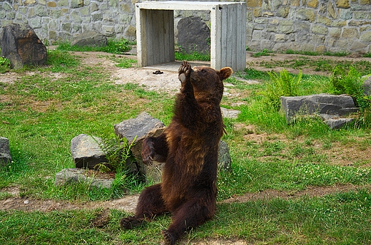 Chorzowskie Zoo