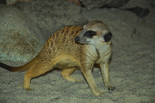 Chorzowskie Zoo