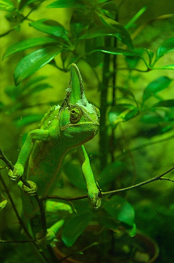 Chorzowskie Zoo