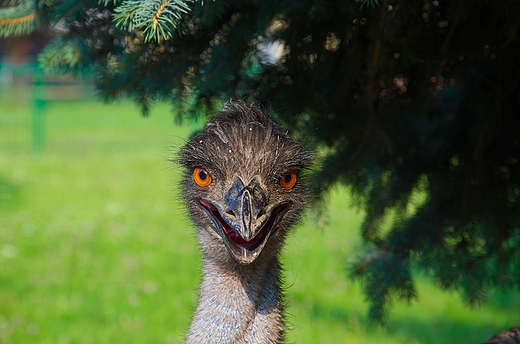 Chorzowskie Zoo