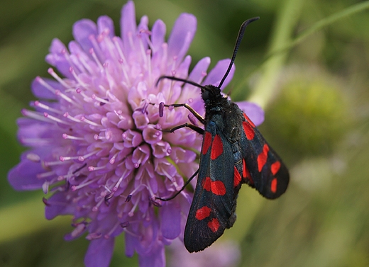 kranik szecioplamek