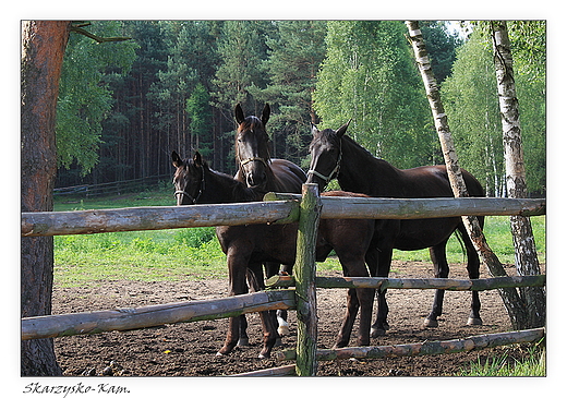 Stadnina koni Stary Myn