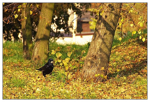 Kalisz - Park Przyjani w jesiennej szacie