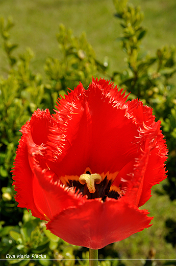 red tulip