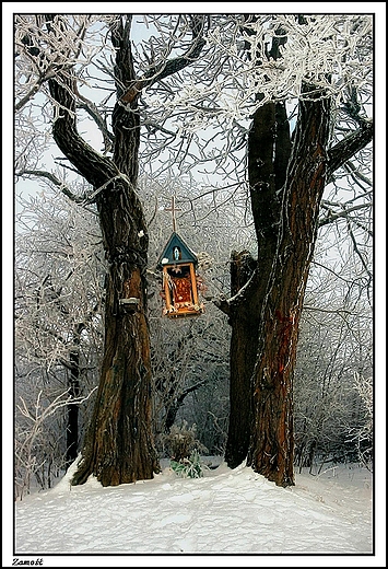 Zamo - stara kapliczka na drzewie, przy ciece z os. Zamoyskiego do ul. Przemysowej