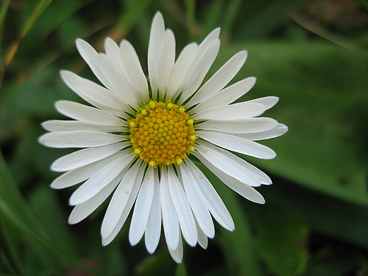 Bellis perennis czyli stokrotka