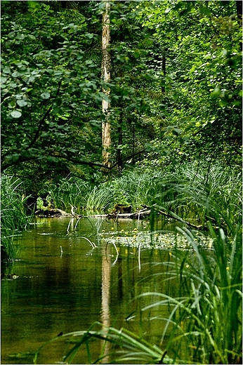 Wigierski Park Narodowy - rzeka Kamionka.