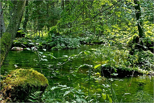 Wigierski Park Narodowy - rzeka Kamionka.