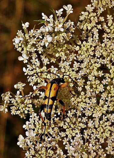 Roztoczaskie owady