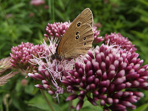 Motyl