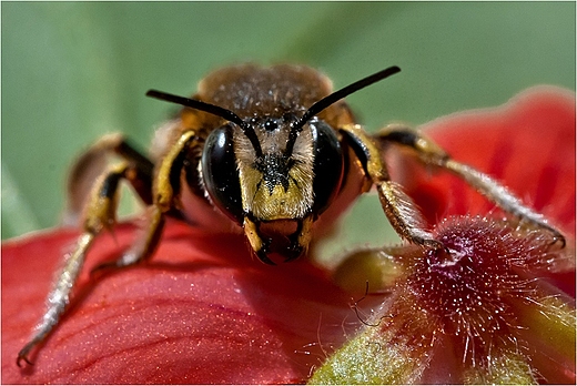 Pszczoa makatka.