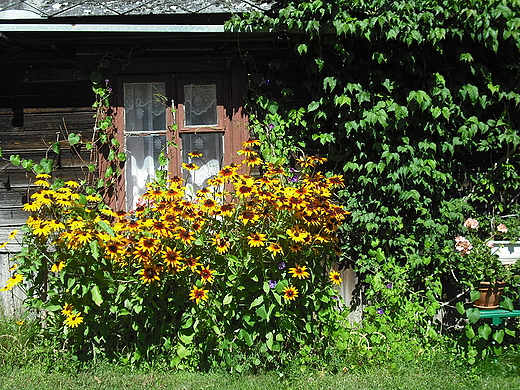Rowerem po okolicach Modlina. Okno w starym domu w Cegielni Kosewie.