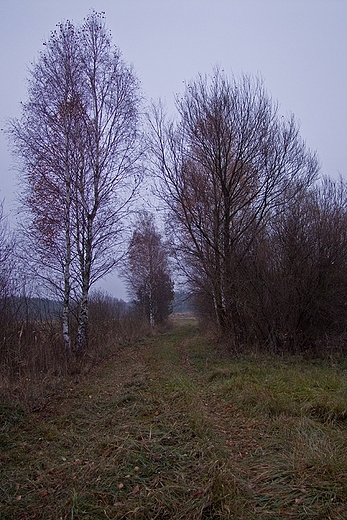 Przejcie przez bagna. Ciemniki