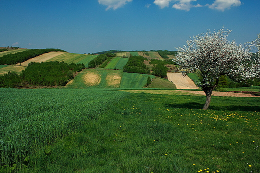 Wiosna na Jurze.