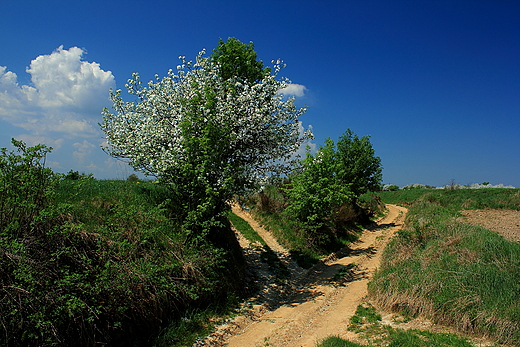 Okolice Postaszowic - Jura