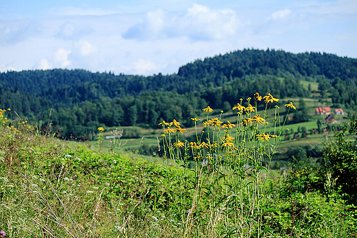 Zielone Wzgrza nad Solin