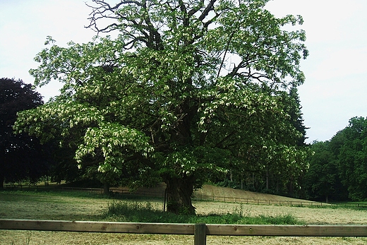 w stadninie