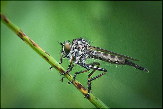 Łowik.