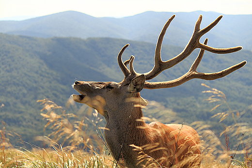 Jele na Pooninie Wetliskiej. Bieszczady