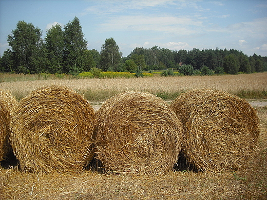 Szczypiorno. Po niwach.