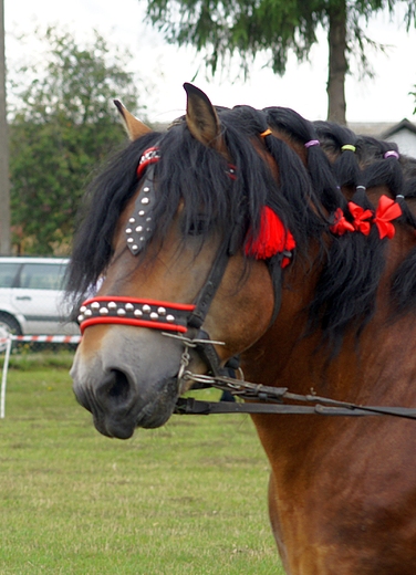 v Powiatowa wystawa koni zimnokrwistych Tuczna 2012