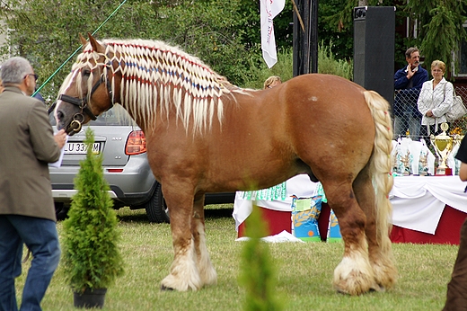 v Powiatowa wystawa koni zimnokrwistych Tuczna 2012