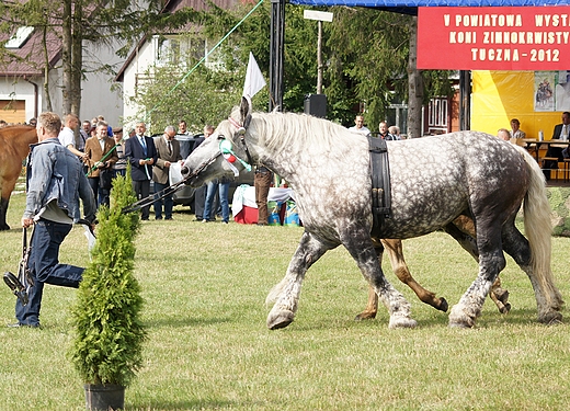 v Powiatowa wystawa koni zimnokrwistych Tuczna 2012