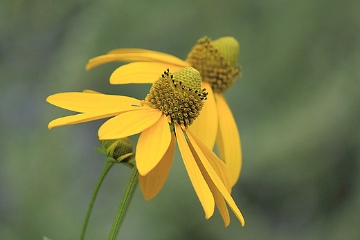 Rudbekia naga