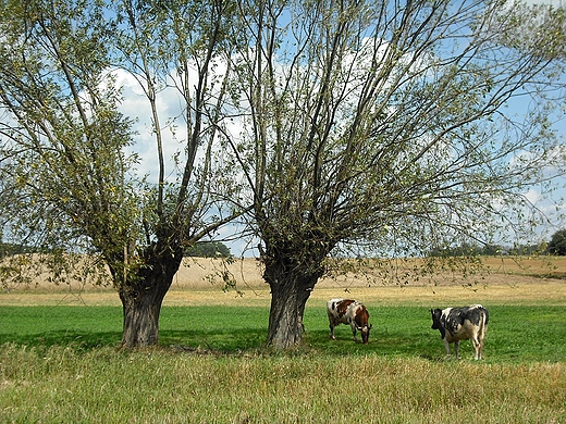 Mikoszyn. Mazowiecki krajobraz.