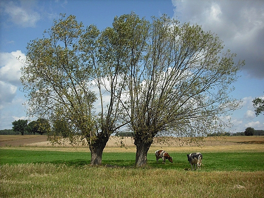 Mikoszyn. Mazowiecki krajobraz.