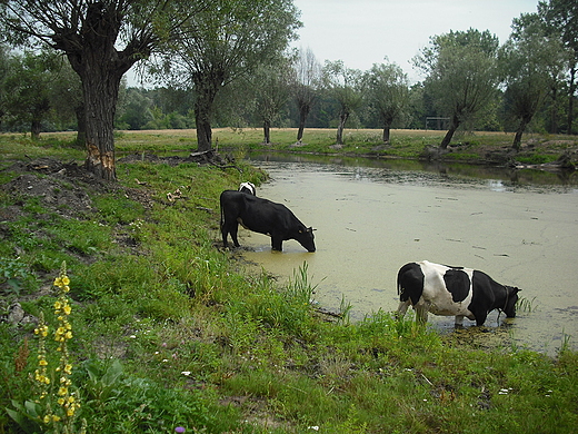 Szczypiorno. Mazowiecki krajobraz.