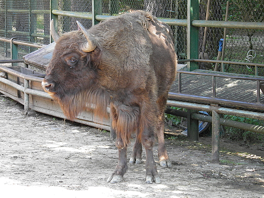 zubr