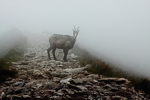 Bliskie spotkania. Tatry