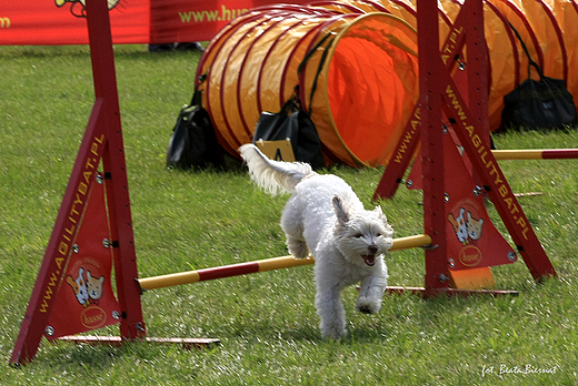 Sopot, XX Midzynarodowa Wystawa Psw Rasowych - zawody agility