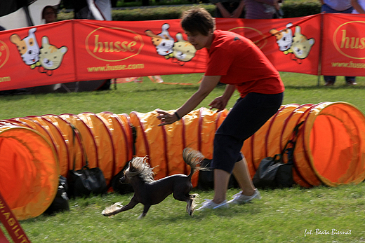 Sopot, XX Midzynarodowa Wystawa Psw Rasowych - zawody agility