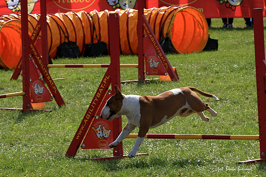 Sopot, XX Midzynarodowa Wystawa Psw Rasowych - zawody agility