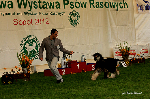 Sopot, XX Midzynarodowa Wystawa Psw Rasowych - pokaz Best in Show