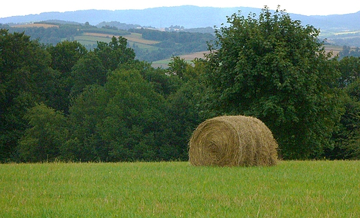 sianokosy dla cielatek