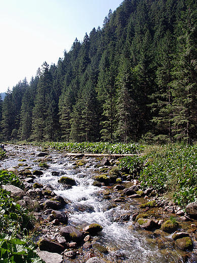 Zakopane. Dolina Kocieliska. Potok.