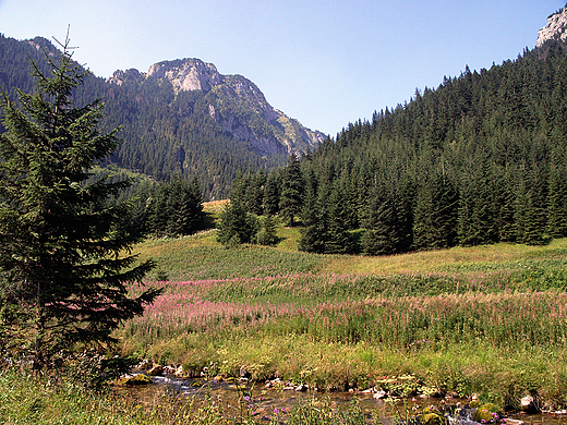 Zakopane. Dolina Kocieliska.