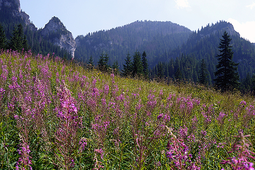 Zakopane. Dolina Kocieliska. Malownicze ki.