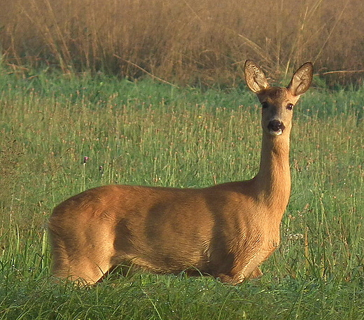 Koza. abuki