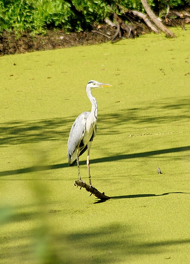 czapla siwa