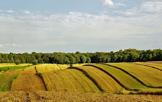 lubelskie pola