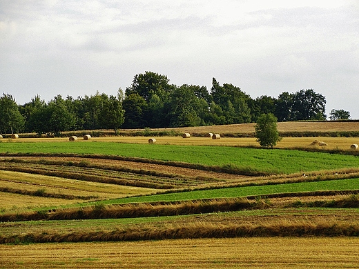 lubelskie pola