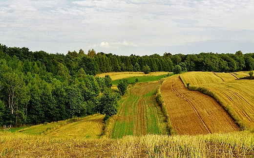 lubelskie pola