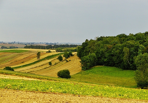 lubelskie pola