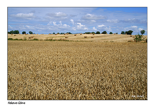 Rekowo Grne - pola