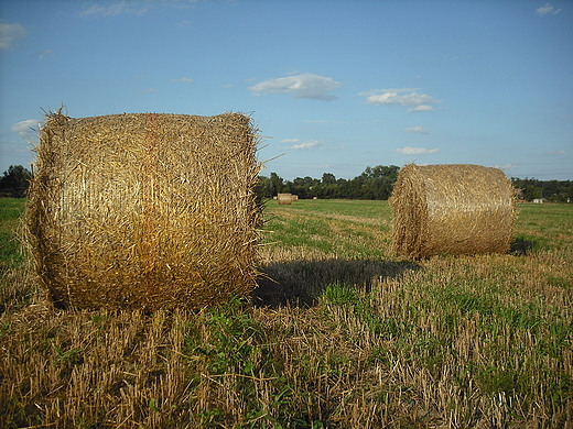 Szczypiorno. Sierpniowe pola.